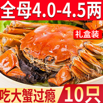 10只现货大闸蟹特大蟹全母4-4.5两河蟹鲜活蟹螃蟹海鲜水产礼盒