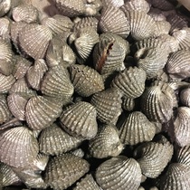 温州特产乐清新鲜血蛤大号2斤小花蛤贝壳海螺泥钳中贝类海鲜水产
