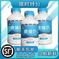 青海湖藏酸奶450g瓶原味低温风味发酵乳含1000亿青藏高原鲜活菌