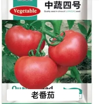 大红番茄西红柿四季播阳台种植蔬菜种子室内盆栽植物有机小青菜籽
