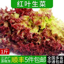 新鲜红叶生菜500g 罗莎红紫叶生菜 西餐蔬菜沙拉食材 满5件包邮