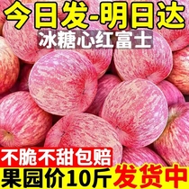 陕西洛川红富士苹果水果新鲜整箱当季脆甜丑平果10冰糖心包邮萍果