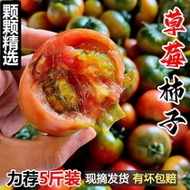丹东铁皮柿子新鲜水果包邮东北番茄草莓西红柿3斤碱地5斤柿子现摘