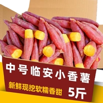 2024新挖临安天目山小香薯红薯新鲜农家自种正宗板栗番薯地瓜 9斤