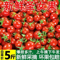 广西圣女果新鲜小番茄水果当季蔬菜生吃自然熟孕妇千禧西红柿5斤