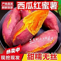 河南西瓜红蜜薯新鲜9斤板栗红薯农家自种红心地瓜糖心烤番薯蔬菜