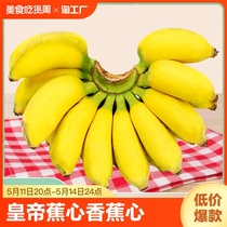 广西小米蕉香蕉水果新鲜10斤芭蕉心当季自然熟皇帝蕉苹果整箱包邮