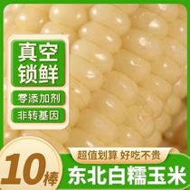 东北玉米真空包装大白糯玉米新鲜非转基因甜糯玉米棒粗粮10根整箱