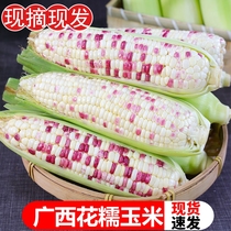 广西特产新鲜现摘香玉米非转基因农家10斤白花甜糯玉米3/5斤小鲜