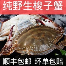 梭子蟹10斤箱鲜活液氮冷冻海鲜特产大螃蟹超大海蟹2-4两/只