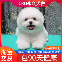 小体比熊幼犬韩系双血统纯种小型宠物活体家养不掉毛的狗北京出售