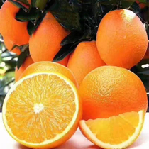 湖北秭归脐橙 纽荷尔橙子 新鲜当季水果甜蜜多汁整箱农家手剥甜橙
