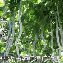 特长蛇瓜种子 蛇豆种籽蔬菜种孑苗春秋四季阳台盆栽观赏老鼠瓜
