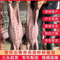 母猪仔原种太湖猪苏太猪30斤活体小猪崽二三元长白大白母猪活体