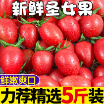 圣女果5斤新鲜水果柿子自然熟西红柿生吃樱桃千禧小番茄蔬菜包邮D