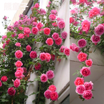 蔷薇花苗藤本月季特大庭院爬藤植物花卉盆栽阳台玫瑰爬墙四季开花