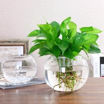 水培玻璃瓶插花瓶大号透明玻璃花瓶绿萝水培花瓶简约水养植物器皿