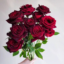 红色玫瑰鲜花云南直发水养新鲜花束插花弗洛伊德单头玫瑰花鲜切花
