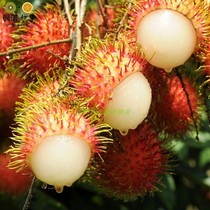 泰国红毛丹种子海南红毛丹种子盆栽韶子龙眼毛荔枝稀有水果种籽苗