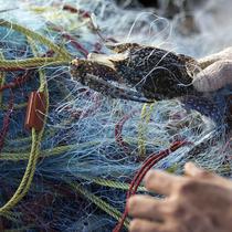 新品北海海捕兰花蟹商用深海海蟹梭子蟹特大满肉肥公蟹3斤装 顺丰