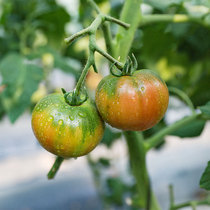 水果番茄种籽西红柿苗秧草莓柿子丹东铁皮绿腚盆栽四季蔬菜种子孑