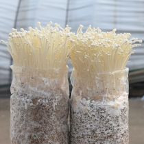 金针菇蘑菇种植包四季自种菇菌种包家庭双孢菇可食用棒盆栽学校用