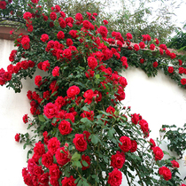 蔷薇花苗 爬藤月季玫瑰 四季爬墙绿植4年苗 庭院室内花卉盆栽植物
