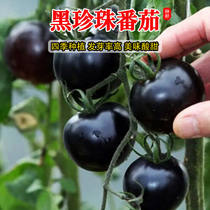 黑珍珠番茄种子黑宝石樱桃黑圣女水果迷你阳台盆栽小西红柿种籽