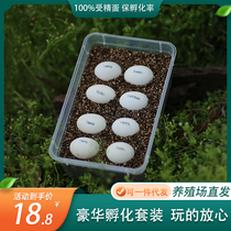 孵化盒套装活物孵化器孵化乌龟蛋乌龟可孵化乌龟蛋巴西龟蛋草龟蛋