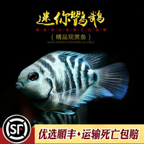 迷你鹦鹉鱼台湾小型短鲷英武白金波子蓝色观赏鱼活体热带鱼好繁殖