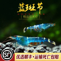 蓝斑节虾小型原生淡水米虾中国稀有蓝蜜蜂虾虎纹虾冷水观赏虾活体
