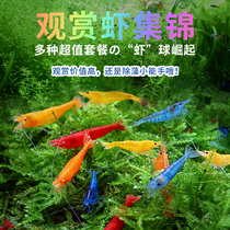 米虾品种大全樱花虾极火虾烤漆黄金米虾金背香吉士台湾改良种活体