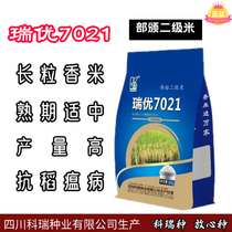 长粒高产泰国香米口感高端水稻种子瑞优7021口感软糯适种有嚼劲