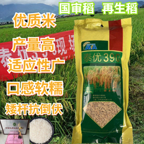 泰国香米型米粒细长水稻种子泰优390 矮杆抗倒适应性广产量高