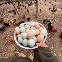 正宗土鸡蛋农村散养新鲜纯农家自养谷物草鸡蛋笨柴鸡蛋孕妇月子蛋