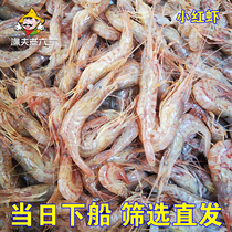 渤海湾野生海捕小红虾桃花虾头部满籽500克
