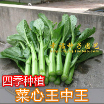 【美绿油青甜菜心种子】菜心王中王 菜苔 阳台种菜  小油菜种子