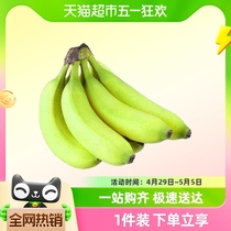【蒙面姐弟】云南高山青皮香蕉3/5斤装单果120g+香甜绵密整箱包邮