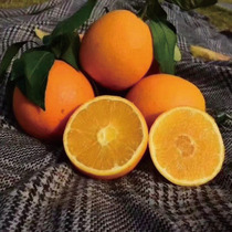 包邮现摘江西赣南脐橙甜橙子10斤新鲜水果手剥橙中果大果精品大果