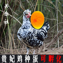 贵妃鸡种蛋可孵化贵妇鸡观赏元宝宠物帽子黑白凤头鸡受精蛋