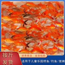 冷水鱼红草鱼草金鱼龙鱼饲料活体饲料观赏鱼按斤小草金小红草喂食