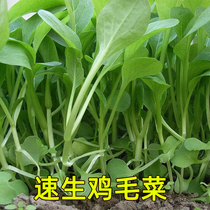 鸡毛菜菜籽种子上海青青菜菜种籽四季大全蔬菜种孑阳台盆栽小白菜
