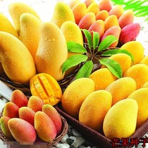 芒果种子 芒果 果树种子 贵妃芒 当年结果芒果种子观果种子 优惠