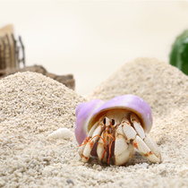 寄居蟹专用沙～天然垫材白沙珊瑚沙菲律宾沙子砂原生贝壳沙免洗