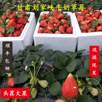 甘肃刘家峡红颜牛奶奶油巧克力甜草莓新鲜当季孕妇水果现摘现发