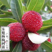 浙江5-10年东魁杨梅树苗大树纯品种保质量提供专业种植指导