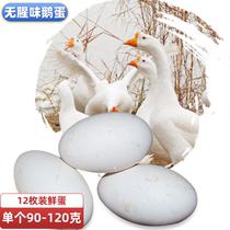 无腥味鹅蛋农家散养新鲜生鲜优选白鹅五谷鹅蛋单个90-120克一盒12