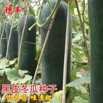 广东黑皮冬瓜种籽种子特大巨型春秋春季四季蔬菜种孑高产阳台菜园