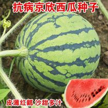 冰糖京欣特大西瓜种子种籽高产早熟孑南方四季播北方水果种籽瓜种