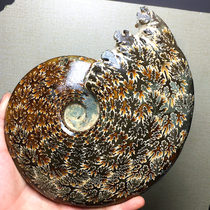 天然水晶海螺斑彩螺海洋生物玉化羊角螺化石标本收藏家居饰品摆件